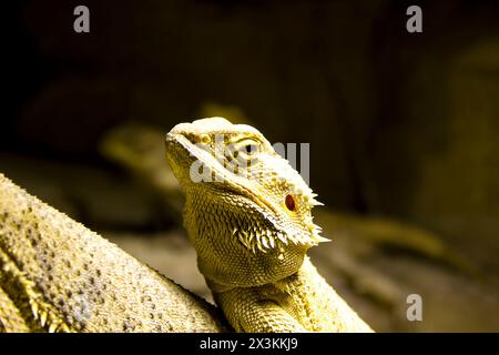 Petit lézard se prélasser dans un arbre miniature : un instantané captivant de la tranquillité de la nature. Banque D'Images