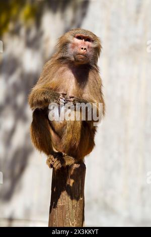 Babouin sauvage : images captivantes des hamadryas ursinus dans leur habitat naturel Banque D'Images