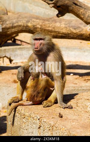 Babouin sauvage : images captivantes du babouin hamadryas dans son habitat naturel Banque D'Images