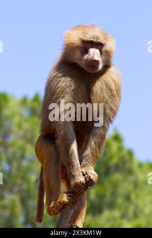 Sauvage et libre : images captivantes du babouin (Papio hamadryas ursinus) dans leur habitat naturel Banque D'Images