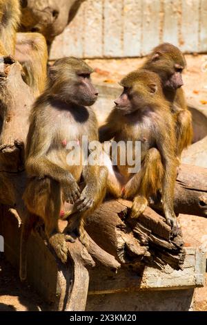 Babouin sauvage : images captivantes des hamadryas ursinus dans leur habitat naturel Banque D'Images