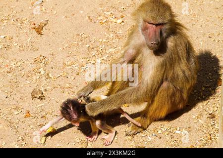 Babouin Bonanza : images captivantes des hamadryas Ursinus dans leur habitat naturel Banque D'Images