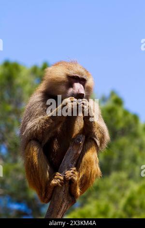 Babouin captivant : des images époustouflantes des hamadryas Ursinus dans leur habitat naturel Banque D'Images