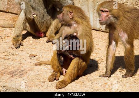 Babouin sauvage : images captivantes des hamadryas ursinus dans leur habitat naturel Banque D'Images