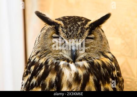 Golden Owl Portrait : images captivantes de créatures nocturnes majestueuses Banque D'Images