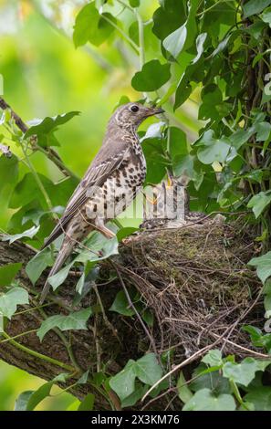 Muguet adulte, Turdus viscivorus, perché au nid avec des poussins, Queen's Park, Londres, Royaume-Uni Banque D'Images