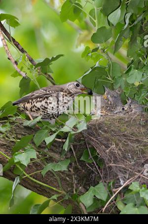 Muguet adulte, Turdus viscivorus, perché près du nid, Queen's Park, Londres, Royaume-Uni Banque D'Images