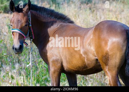 Cheval sur la colline : capturer la beauté majestueuse de la grâce équine Banque D'Images