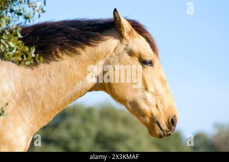 Cheval sur la colline : image captivante de Majesté équine Banque D'Images