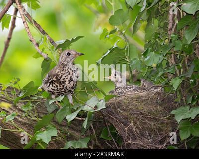 Muguet adulte, Turdus viscivorus, perché au nid avec des poussins, Queen's Park, Londres, Royaume-Uni Banque D'Images