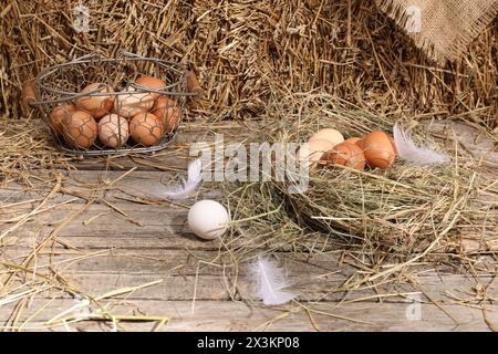 Oeufs de poule frais et balle de paille séchée dans un poulailler Banque D'Images