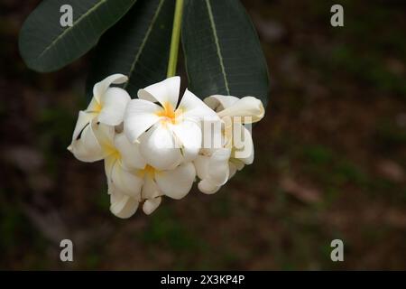Sampaguita Jasmine arbre national de la République des Philippines, Sampaguita blanc Jasmine ou Jasmine arabe fleurs fleurir avec la lumière du matin. Banque D'Images