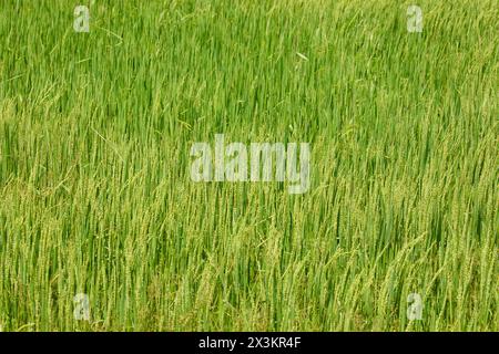 inflorescence des épillets de riz. Gros plan sur les graines de riz vert dans l'épi de paddy. Beau champ de riz doré et oreille Banque D'Images