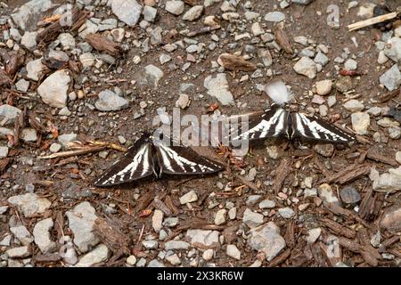 Deux papillons à queue d'araignée pâle (Papilio eurymedon) qui fleuvent dans la boue près d'une rivière dans le parc national Olympic, Washington, États-Unis. Banque D'Images