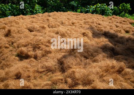 Three stages of coconut coir rope making with traditional process .private small manufactory for production of ropes from coconut shells. large pile o Banque D'Images