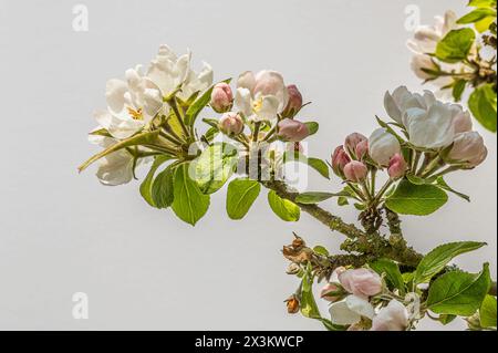 Branche avec fleurs de pomme blanche contre le ciel avec copyspace, Danemark, 27 avril 2024 Banque D'Images