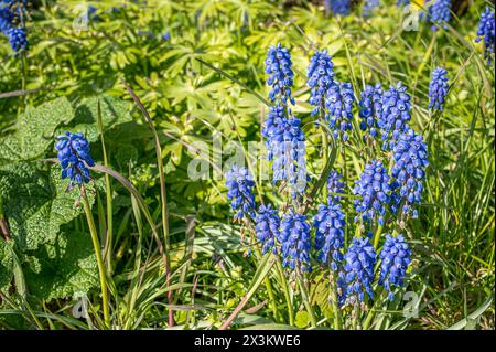 Jacinthes de perles sur une pelouse au soleil, Danemark, 27 avril 2024 Banque D'Images