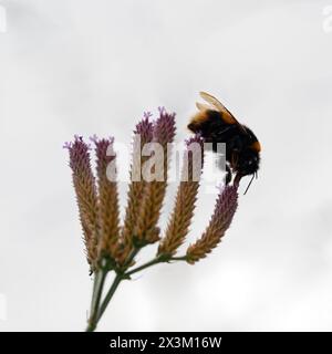 Un Bumble Bee à queue Buff (Bombus terrestris) se nourrit de fleurs violettes. Banque D'Images