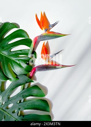 Fleurs d'oiseau de paradis vibrantes et feuilles de Monstera luxuriantes sur fond blanc Banque D'Images
