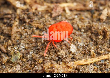 Véritable acarien velours (Trombidium sp.) Banque D'Images