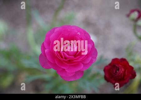 Vue de dessus du ranoncule en pleine floraison Banque D'Images