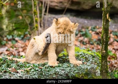 Lion asiatique (Panthera leo persica) petit assis dans la forêt, captif, habitat en Inde Banque D'Images