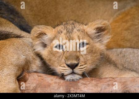 Portrait d'un lion asiatique (Panthera leo persica) petit dans le dessert, captif, habitat en Inde Banque D'Images