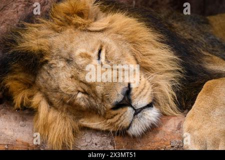 Portrit d'un lion asiatique (Panthera leo persica) mâle dormant, captif, habitat en Inde Banque D'Images