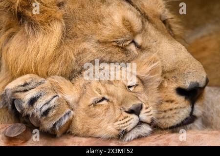 Lion asiatique endormi (Panthera leo persica) mâle câlin avec un petit mignon, captif, habitat en Inde Banque D'Images