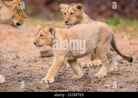 Deux lions asiatiques (Panthera leo persica) jouant dans le dessert, captifs, habitat en Inde Banque D'Images