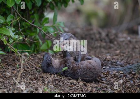 Loutre européenne (Lutra lutra) deux animaux adultes jouant sur une rive de rivière, Suffolk, Angleterre, Royaume-Uni Banque D'Images