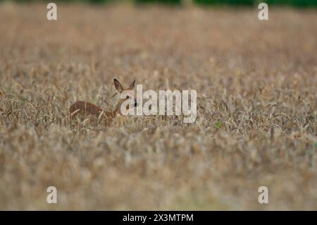 Chevreuil (Capreolus capreolus) juvénile femelle fauve dans un champ de blé d'été, Suffolk, Angleterre, Royaume-Uni Banque D'Images