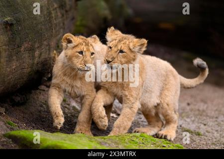 Deux lions asiatiques (Panthera leo persica) jouant, captifs, habitat en Inde Banque D'Images