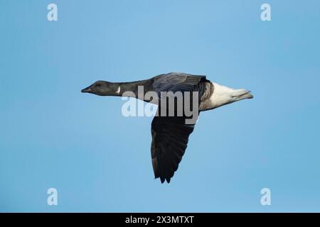 Brent OIE (Branta bernicla) oiseau adulte en vol, Angleterre, Royaume-Uni Banque D'Images