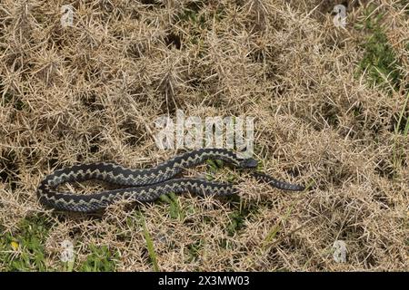 Additionneur européen (Vipera berus) serpent adulte se prélassant sur un buisson gorse, Angleterre, Royaume-Uni Banque D'Images