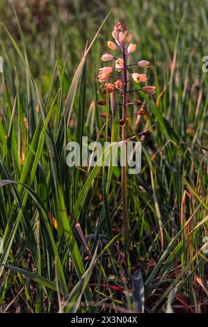 Jacinthe romaine (Bellevalia romana), Asparagacées. Bulbeuse herbacée vivace, plante sauvage. fleur blanche. Banque D'Images