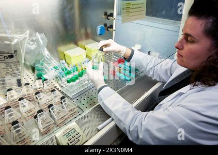 Culture cellulaire, Laboratoire de génétique, cytogénétique. Hospital Policlinica Gipuzkoa, San Sebastian, Donostia, Euskadi, Espagne Banque D'Images
