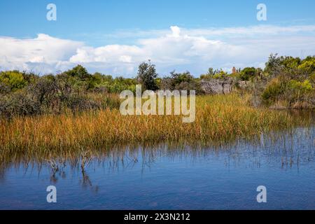 Old Quarry Swamp sur North Head Manly, situé près du belvédère Shelly Beach sur le sentier de randonnée North Head Road, Sydney, Nouvelle-Galles du Sud, Australie Banque D'Images