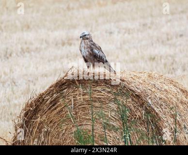Buzzard à longues pattes (Buteo rufinus) perché sur une balle de paille, République de Chypre. Banque D'Images