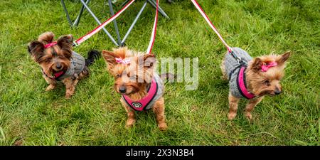 27 avril 2024 : : Overton point to point Racing Family Day à Overton Farm, South Lanarkshire, Écosse Banque D'Images