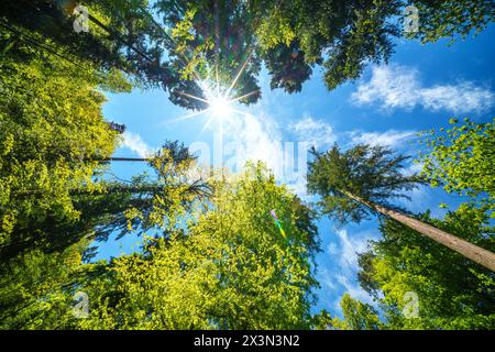 La lumière du soleil filtre à travers les nuages et les arbres de la forêt, illuminant le paysage naturel avec sa lueur chaude sur les branches, les troncs et les végéta Banque D'Images