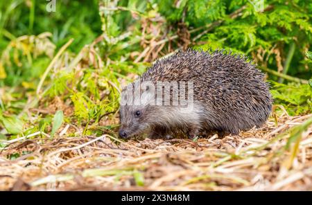 Le hérisson à poitrine blanche du Sud (Erinaceus concolor) est commun en Europe et en Turquie. Banque D'Images