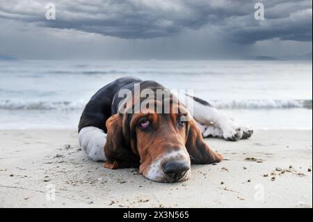 Basset Hound séjournant sur la plage en été Banque D'Images