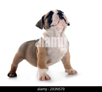 Chiot american bully in front of white background Banque D'Images