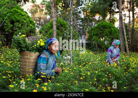 Fleurs femmes Hmong cueillant des fleurs dans le parc du palais des rois Hmong (Vau Meo) à bac Ha, province de Lao Cai, Vietnam Banque D'Images