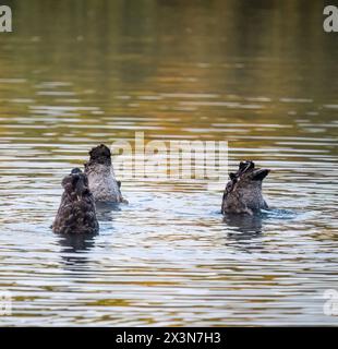 Trois cygnes noirs se nourrissant de têtes sous l'eau. Couleur d'automne reflétée dans l'eau. Banque D'Images