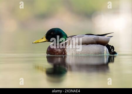 Colvert, anus platyrhynchos, homme, Lago di Cavazzo, Nord-est de l'Italie Banque D'Images