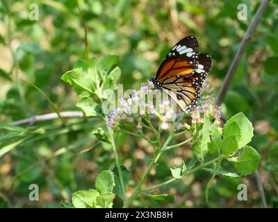 Orange avec motif de couleur blanche et noire sur l'aile de papillon Common Tiger, papillon Monarch cherchant le nectar sur buisson amer ou fleur d'herbe Siam Banque D'Images