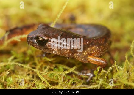 Gros plan sur une salamandre nord-américaine, Pacific Ensatina eschscholtzii, assise dans la mousse verte Banque D'Images