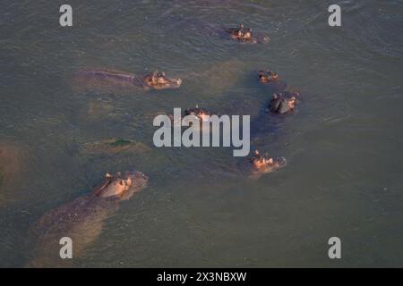 Vue plongeante d'une nacelle d'hippopotames Banque D'Images